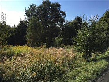 Działka rolna na sprzedaż Mikołów, Gniotek 2 493m2 Foto 6