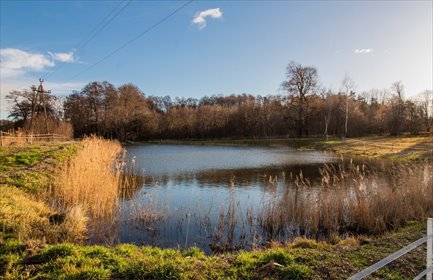 działka na sprzedaż 7776m2 działka Żary, Bociania