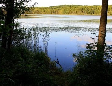 Polecam działkę 1502 m² z mediami i planem rozwoju działka Pszczew, Silna