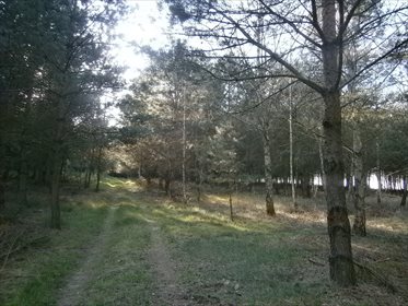 Działka leśna na sprzedaż Stara Wiśniewka 55 661m2 Foto 4