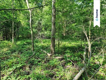 działka na sprzedaż 1288m2 działka Tąpadła