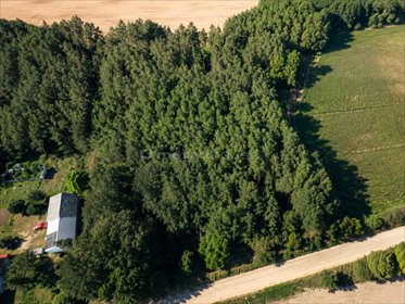 Działka leśna 5600 m² w Rogaczach – własny las i spokój działka Rogacze