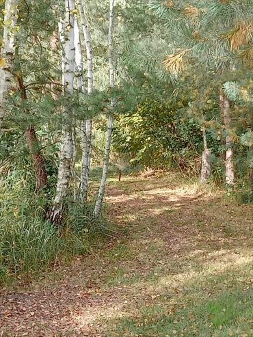 Dom na sprzedaż Stare Babice 202m2 Foto 4