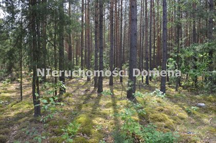 Działka leśna na sprzedaż Poświętne 11 400m2 Foto 1