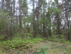 Działka leśna na sprzedaż Skroda Wielka 9 200m2 Foto 6