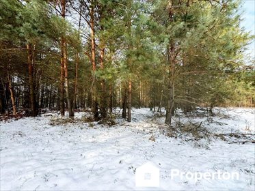 Działka leśna 11 326 m² z potencjałem inwestycyjnym. działka Zagóźdź