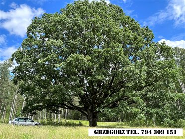 działka na sprzedaż 3000m2 działka Dzierniakowo