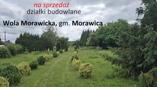 Działki budowlane w Woli Morawickiej (2 084 m² + 625 m² + 624 m²) działka Wola Morawicka, Miła