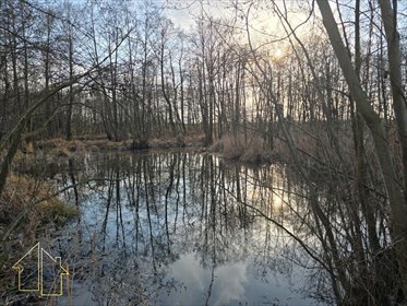 Działka 3400 m² z własnym stawem i lasem - polecam! działka Strzałki