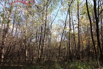 działka na sprzedaż 20000m2 działka Chorkówka