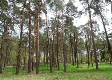 działka na sprzedaż 3000m2 działka Konstancin-Jeziorna, Potulickich