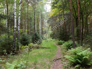 Na sprzedaż leśna działka z MPZP pod zabudowę 1220 m² działka Strzeniówka