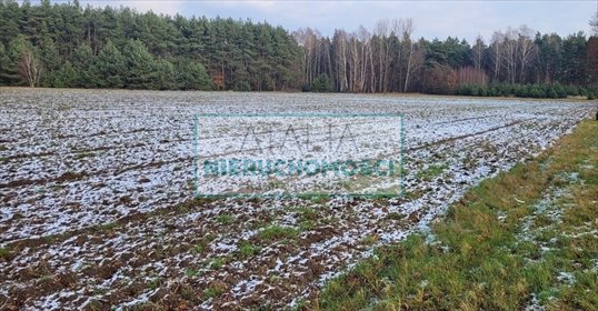 Działka 9 900 m² w Wygodzie – blisko Puszczy Mariańskiej działka Wygoda