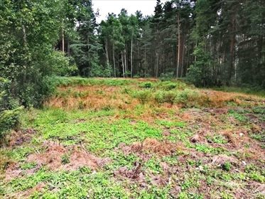 Działka rekreacyjna na sprzedaż Niwy 1 600m2 Foto 3