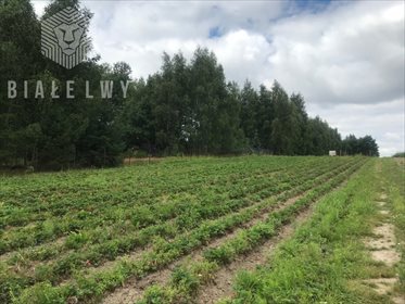 Działka siedliskowa na sprzedaż Ługowice 33 800m2 Foto 3