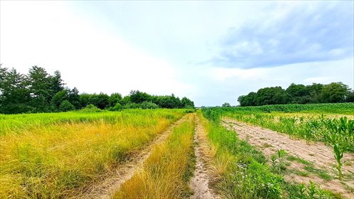 działka na sprzedaż 3000m2 działka Kryniczno, Łąkowa