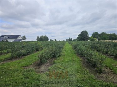 Polecam gospodarstwo z domem, chłodnią i plantacją borówki działka Rzeczyca