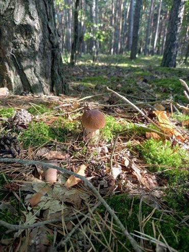 Polecam malowniczą działkę 3000 m² pod domek letniskowy w lesie działka Jastrzębsko