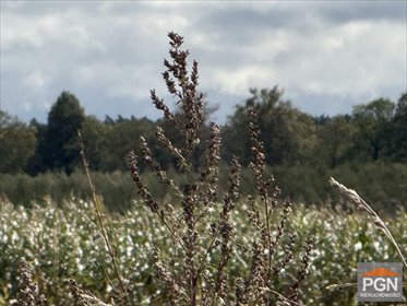 Sprzedam działkę 3000 m² w Gryficach z warunkami zabudowy działka GRYFICE OKOLICA