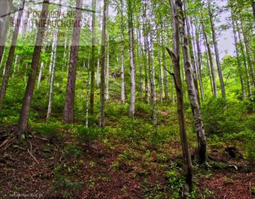działka na sprzedaż 15700m2 działka Pstrągowa