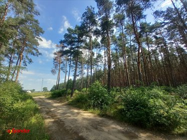 Działka leśna pod rekreację z możliwością zabudowy działka Mierzynek, Ratownicza