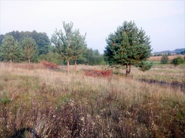 Przestronna działka z pięknym widokiem w Iwanówce zapraszam działka Iwanówka