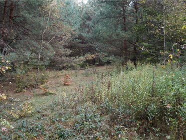 Działka rolna na sprzedaż Węgliska, Rakszawa 17 200m2 Foto 6