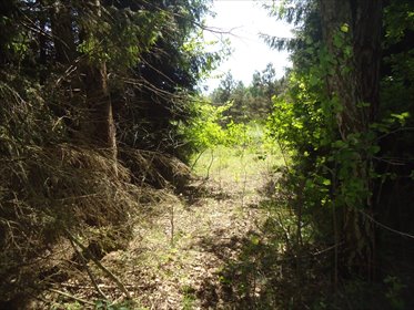 Na sprzedaż działka 4100 m² z domem letniskowym w Białym Ługu działka Biały Ług, Biały Ług, Zielonych Sosen