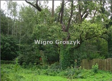 Do sprzedania działka z drzewami pomnikowymi w Marysinie Wawerskim działka Warszawa, Wawer, Marysin Wawerski