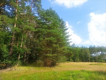 Działka 3801 m2 z WZ, las, prywatność, media, Koszalin działka Wiewiórowo