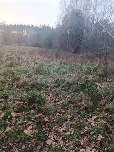 Do sprzedania działka 5000 m² z mediami i drzewami działka Opatówek