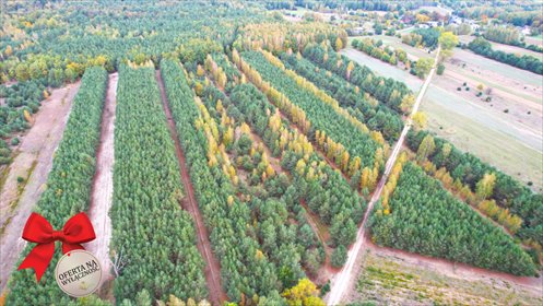 Zalesiona działka 6058 m² w Starym Antoninie z dostępem do jeziora działka Stary Antonin