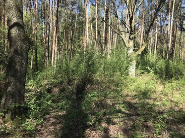 Działka budowlana 4360 m² z MPZP, las, dojazd utwardzony działka Chojnów, Chojnów