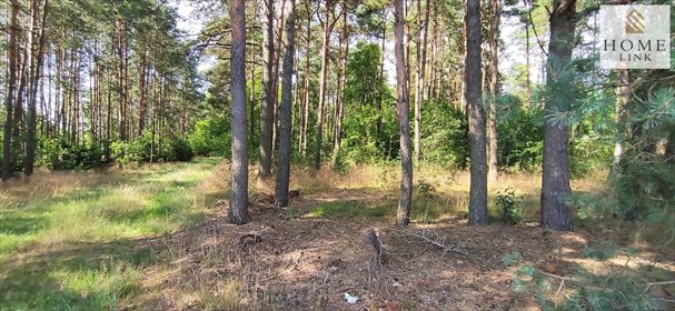 Działka leśna na sprzedaż Nowy Dwór 171 900m2 Foto 7