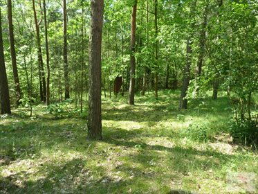 Dom na sprzedaż Bechcice-Kolonia 20m2 Foto 6