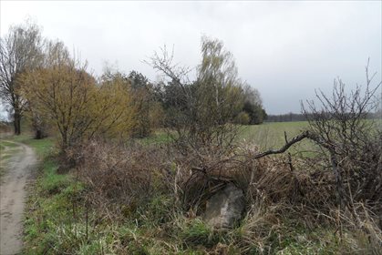 Działka budowlana na sprzedaż Lipówka 11 778m2 Foto 7