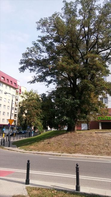 Lokal użytkowy na sprzedaż 247m2 lokal użytkowy Warszawa, Praga, Wileńska