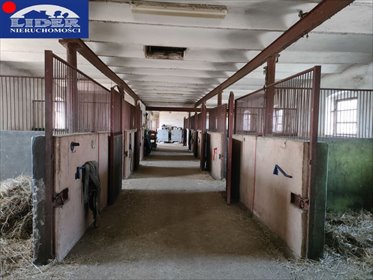 Obiekt 58 000 m² z stajniami, hotelem i gastronomią lokal użytkowy Rusinowo