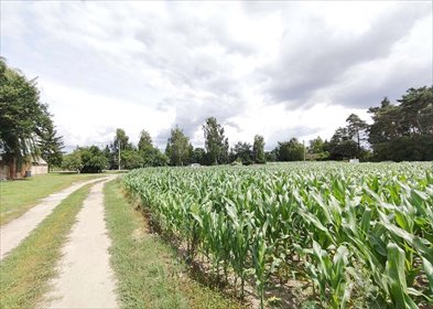 działka na sprzedaż 3290m2 działka Buk, Wygoda