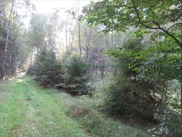 Działka rolna na sprzedaż Jeleniowo 10 000m2 Foto 5
