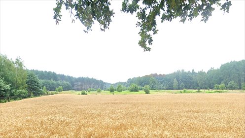 Polecam działkę 84 arów w Trzęsinie z mediami i lasem działka Osowiec, Trzęsina