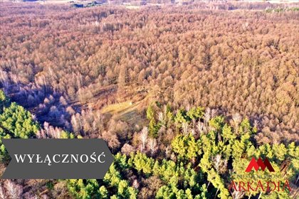 Polecam działkę 3100 m² z lasem w Wistka Królewska działka Wistka Królewska