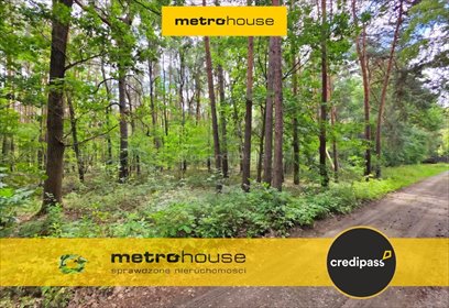 Działka 2109 m² w Sękocin-Las (las, prywatność) działka Sękocin-Las, Borowika