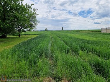 Działka 11 200 m² z możliwością zabudowy i usług zapraszam działka Raciborowice