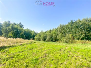 Działka leśna na sprzedaż Dylągówka 4 300m2 Foto 6
