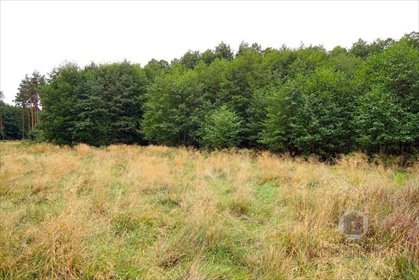 Działka 1577 m2 z warunkami zabudowy i lasem. działka Rudna