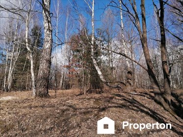Urokliwa działka pod rezydencję z własnym lasem (4939 m²) działka Żółwin