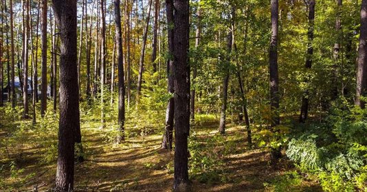 Do sprzedania działka 2104 m² w Sękocin-Las z prawem zabudowy działka Sękocin-Las, Iglasta