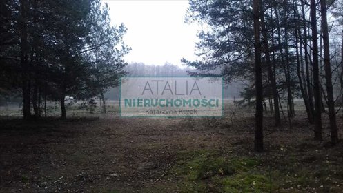 Duża działka leśna 6 ha przy źródłach rzeki Tarczynki działka Bystrzanów