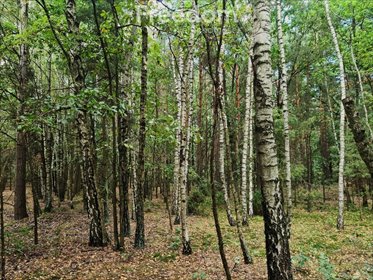 działka na sprzedaż 2600m2 działka Wiśniew